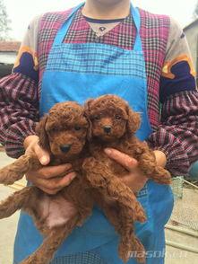 娱乐圈吃瓜爆料弟弟泰迪,泰迪弟弟吃瓜爆料，揭秘幕后真相